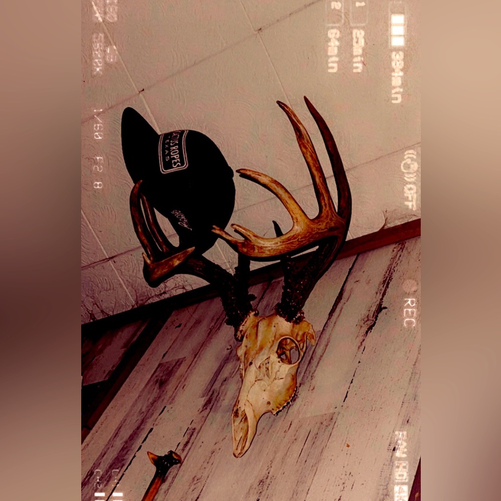 I’m selling my deer skull it’s getting old and about to move don’t need